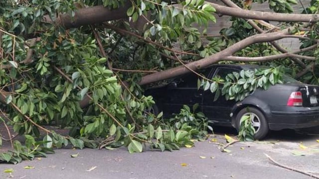 Árbol cae en colonia Acacias y aplasta 4 autos