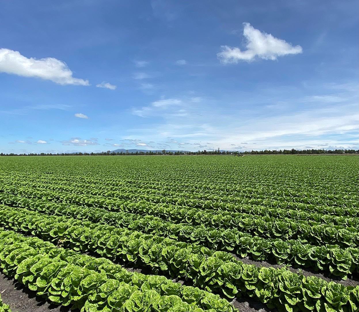 Guanajuato concentra más del 25% de la producción de lechuga en México.