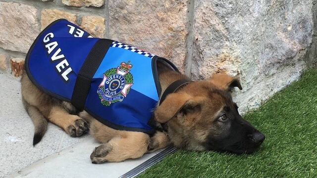 Perro policía.