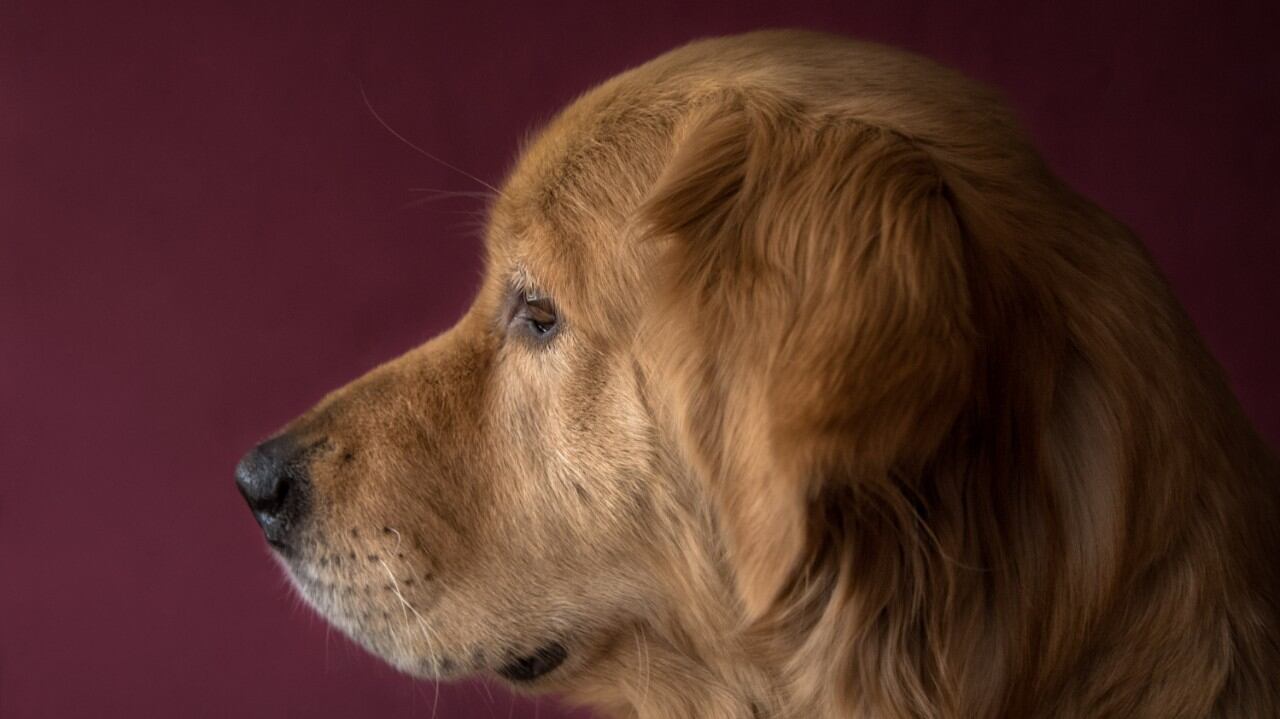 Perro