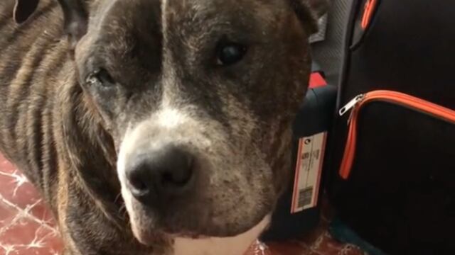 Perro hace berrinche con sus dueños