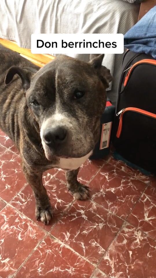 Perro hace berrinche con sus dueños