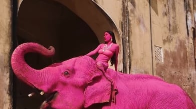 Elefante pintado de rosa muere y desata indignación; señalan a fotógrafa rusa