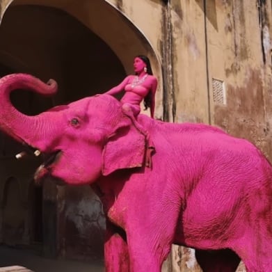 Elefante pintado de rosa muere y desata indignación; señalan a fotógrafa rusa
