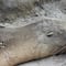 Lobos marinos mueren en Perú por un peligroso brote de gripe aviar