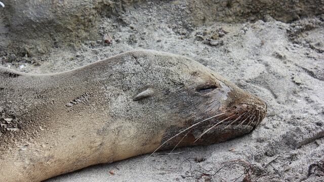 Un peligroso brote de gripe aviar podría ser el responsable de la muerte de lobos marinos en Perú.