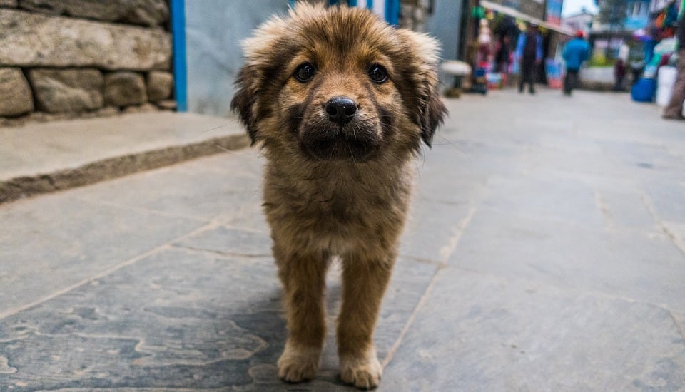 Adopta a un perrito en cuarentena.