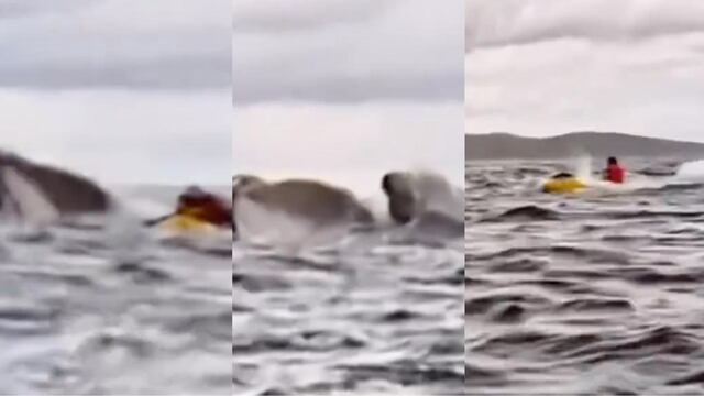 Joven es tragado por una ballena en el Estrecho de Magallanes