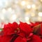 15 frases de Nochebuena para dedicar el 24 de diciembre en la cena de Navidad