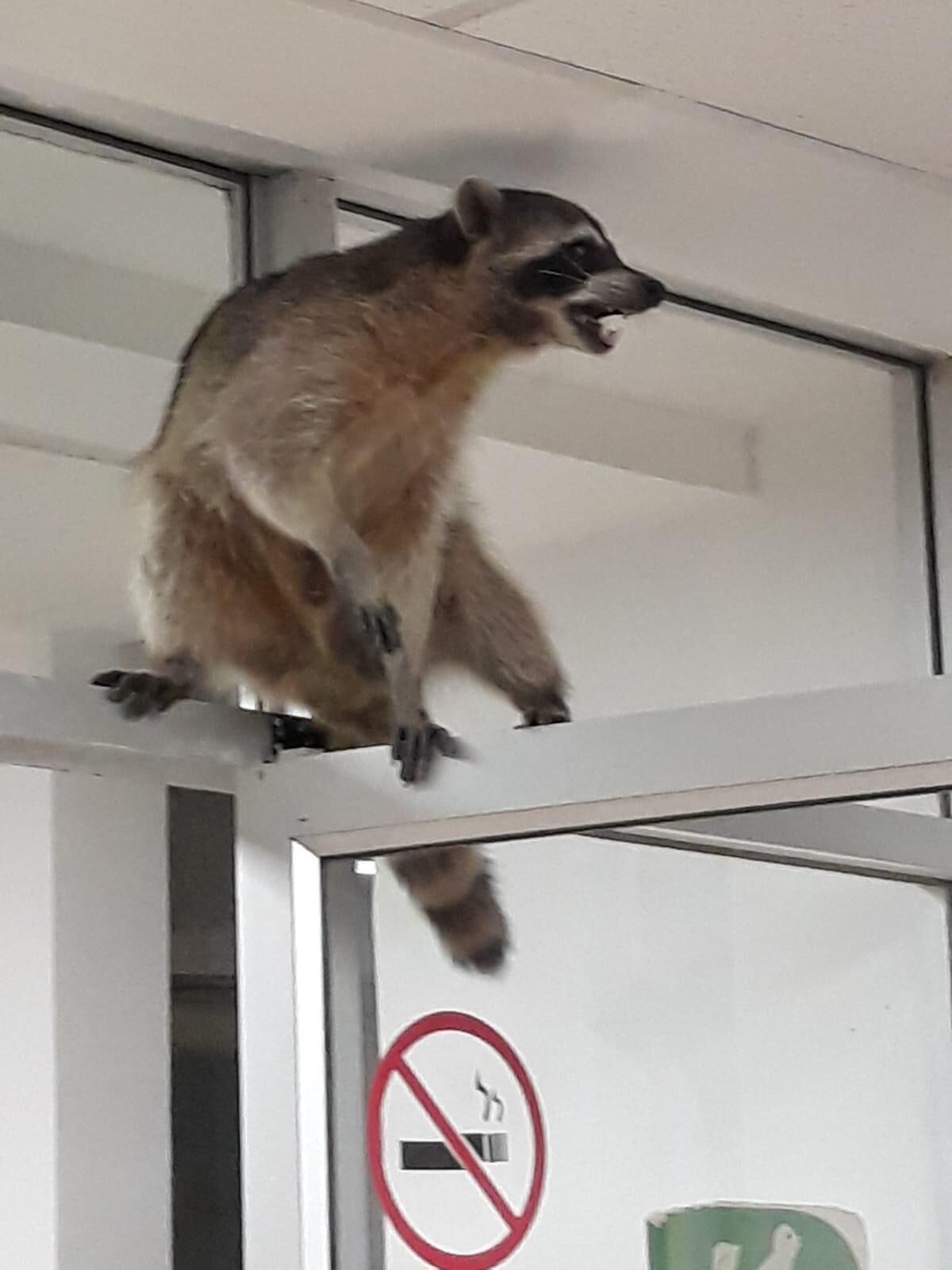 Mapaches invaden hospital del Issste en Tampico/Twitter