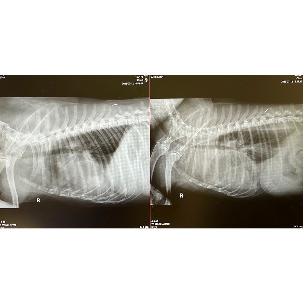 Perrito Cheems