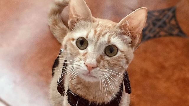 Gatita Verite
