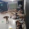 VIDEO: Perritos de refugio Cachorrilandia fueron rescatados ante el impacto del huracán Beryl en Quintana Roo