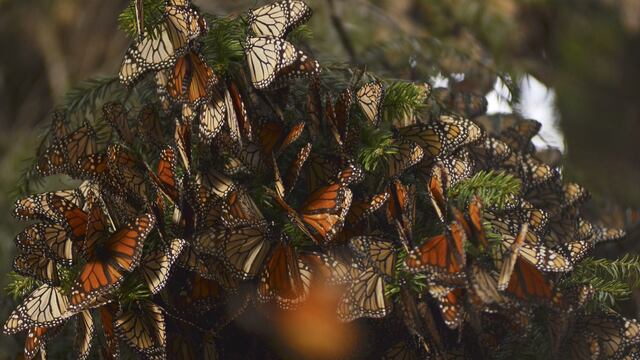 FOTO: ALAN ORTEGA /CUARTOSCURO