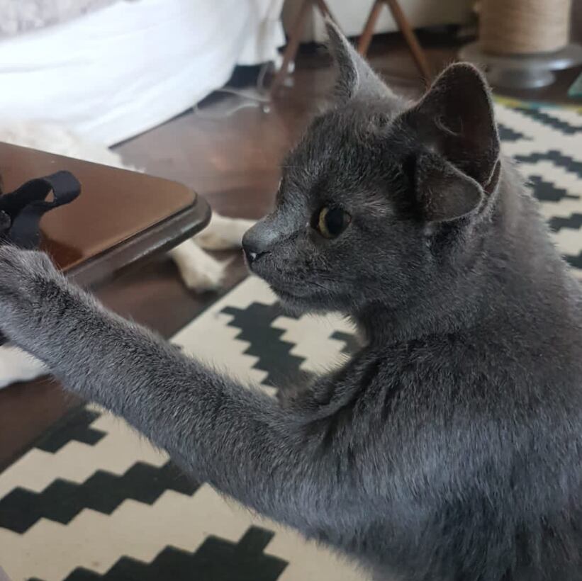 'Midas', la gatita con cuatro orejas