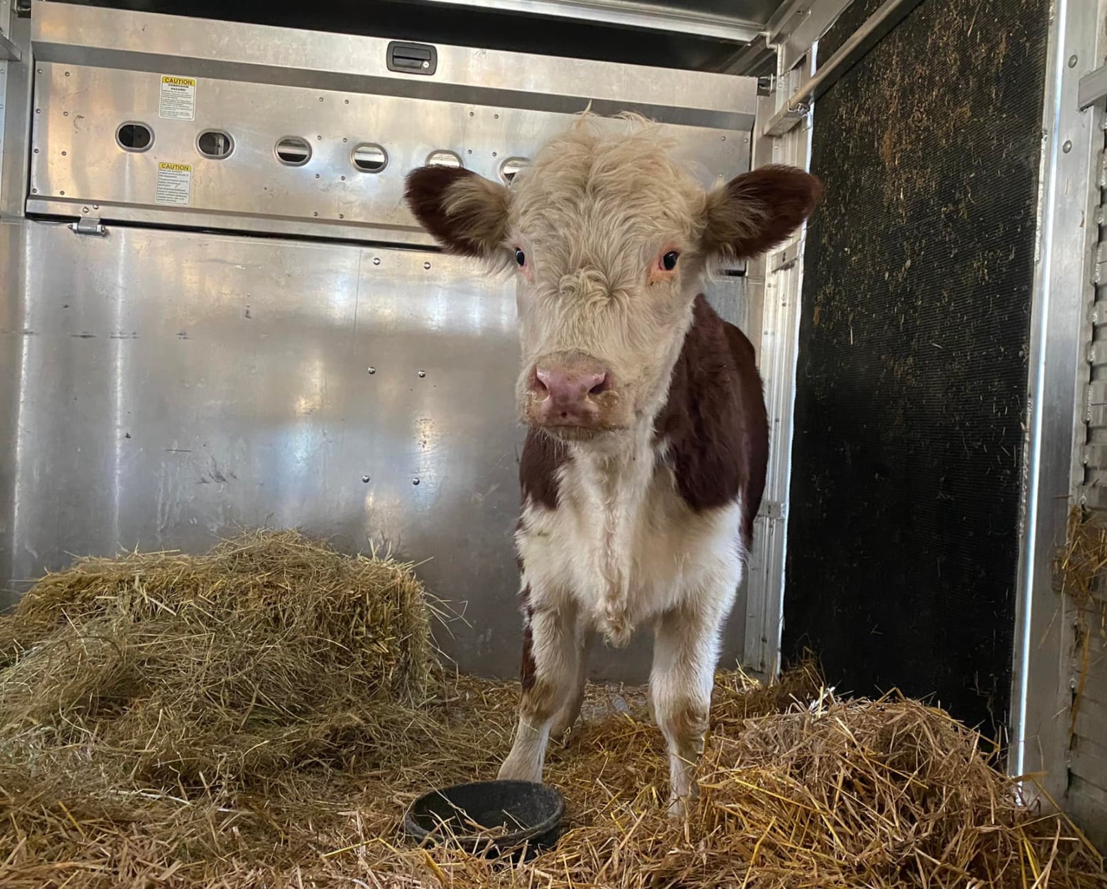 Vaca huye del matadero
