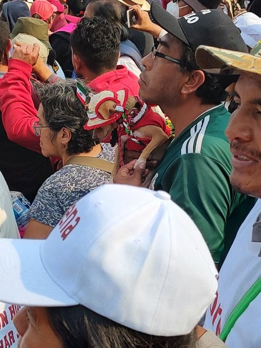 Perrito en marcha de AMLO