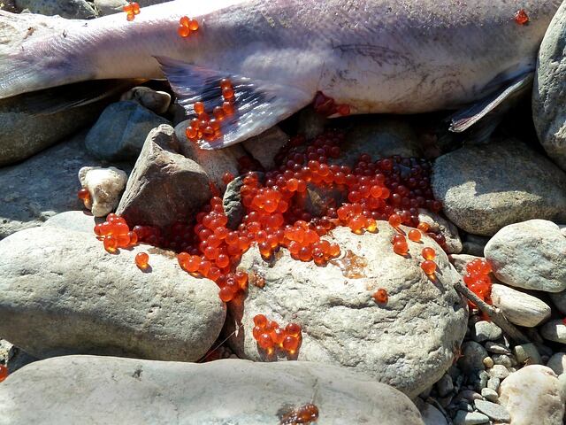 Pescado contaminado con Anisakis provoca alerta sanitaria en la Unión Europea