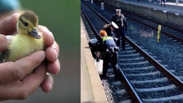 Patitos afectan el tránsito de un tren
