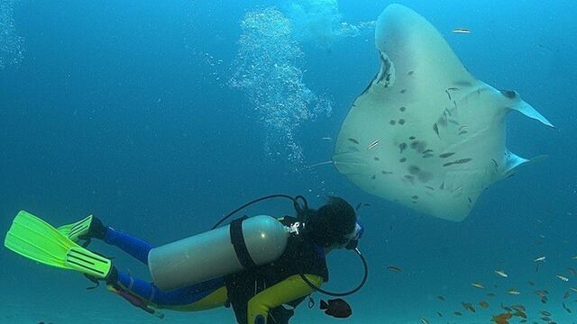 Foto: Ecología Verde