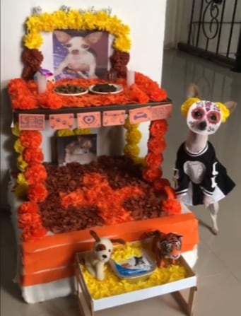 Perrito disfrazado  espera a lomitos difuntos en la ofrenda