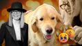 Diane Keaton dejó un fideicomiso de 92 millones de pesos para su perro Reggie