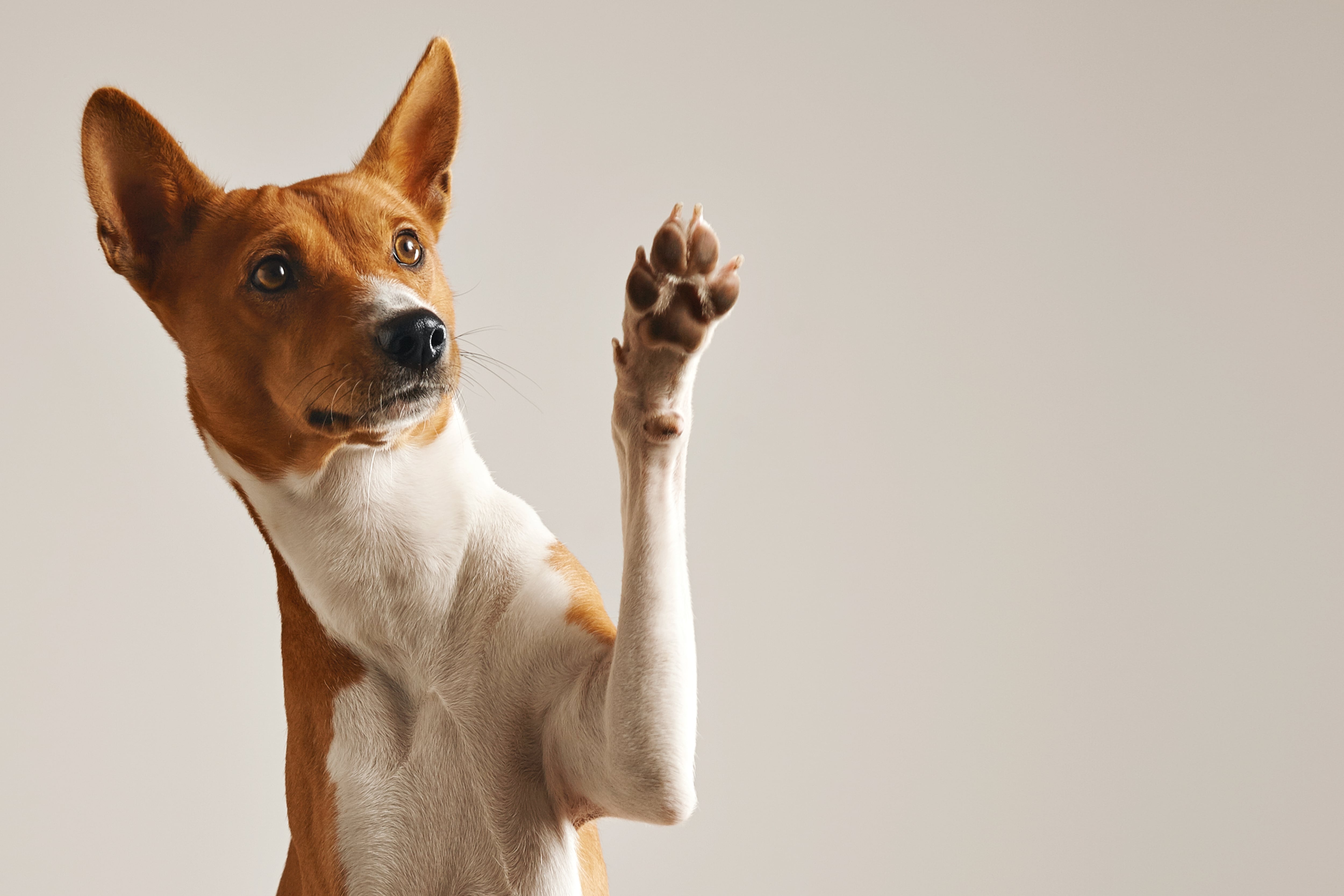 Día Mundial del Perro 2024