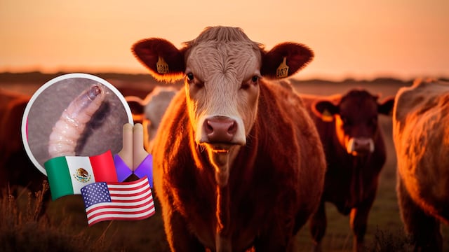 Gusano barrenador: Gobierno de México pide apoyo de Estados Unidos para combatir plaga