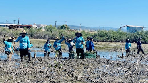 El Conchalito: manglar donde florece la esperanza