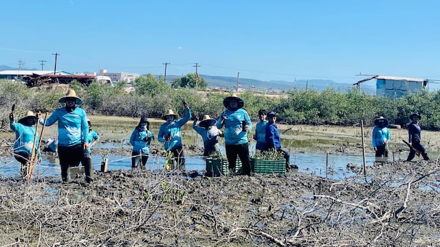Guardianas del Conchalito y los Mangles del Manglito