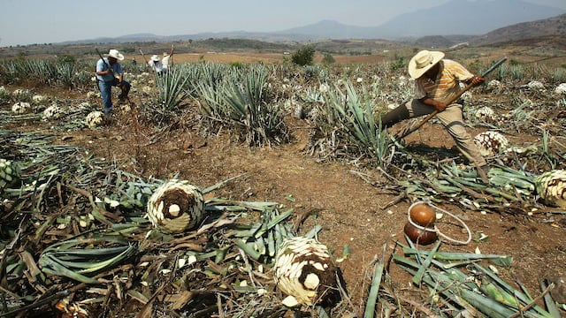 Cultivo de agave
