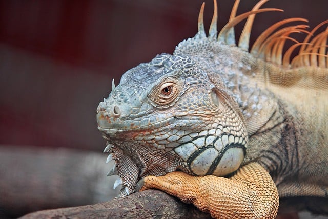 Iguanas en Tamaulipas caen congeladas por las bajas temperaturas y frío de la zona