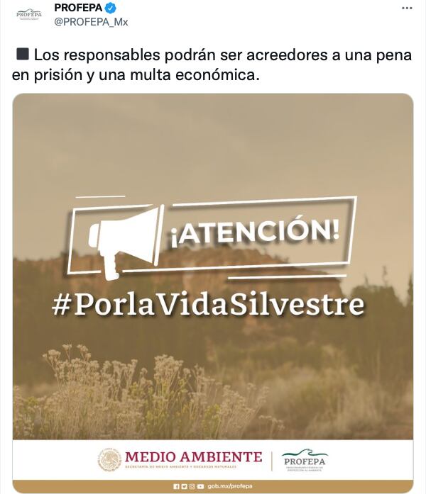 Profepa tomará acciones legales en contra de quienes maltrataron al osezno de cuatro meses en Castaños, Coahuila/@PROFEPA_Mx