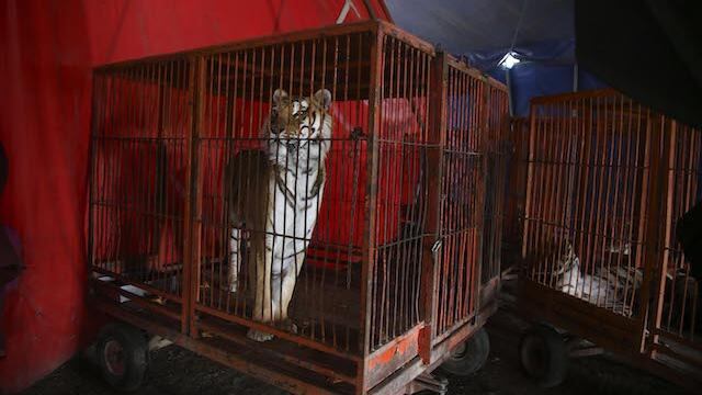 Los animales podrían volver a los circos con una iniciativa de Morena