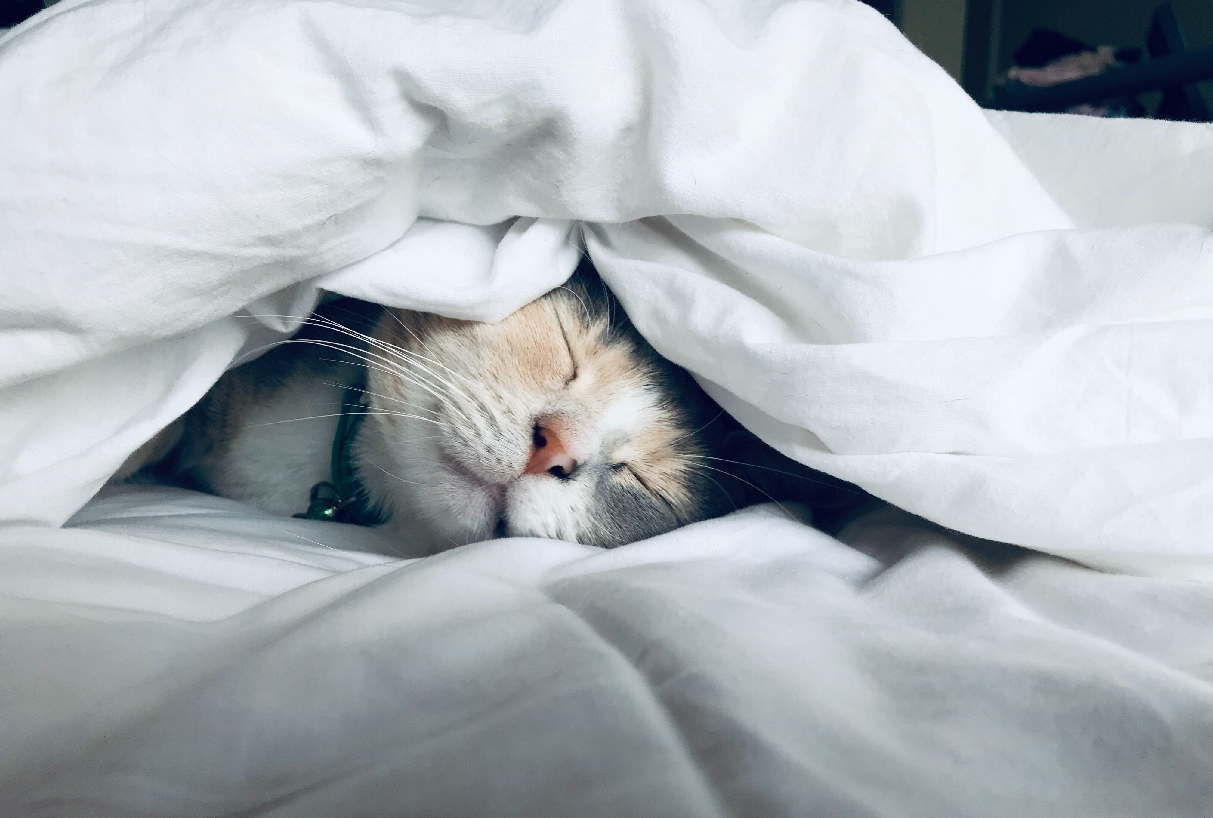 25% de los hogares tienen un gato