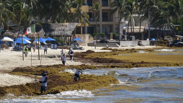 Sargazo en Cancún, Quintana Roo