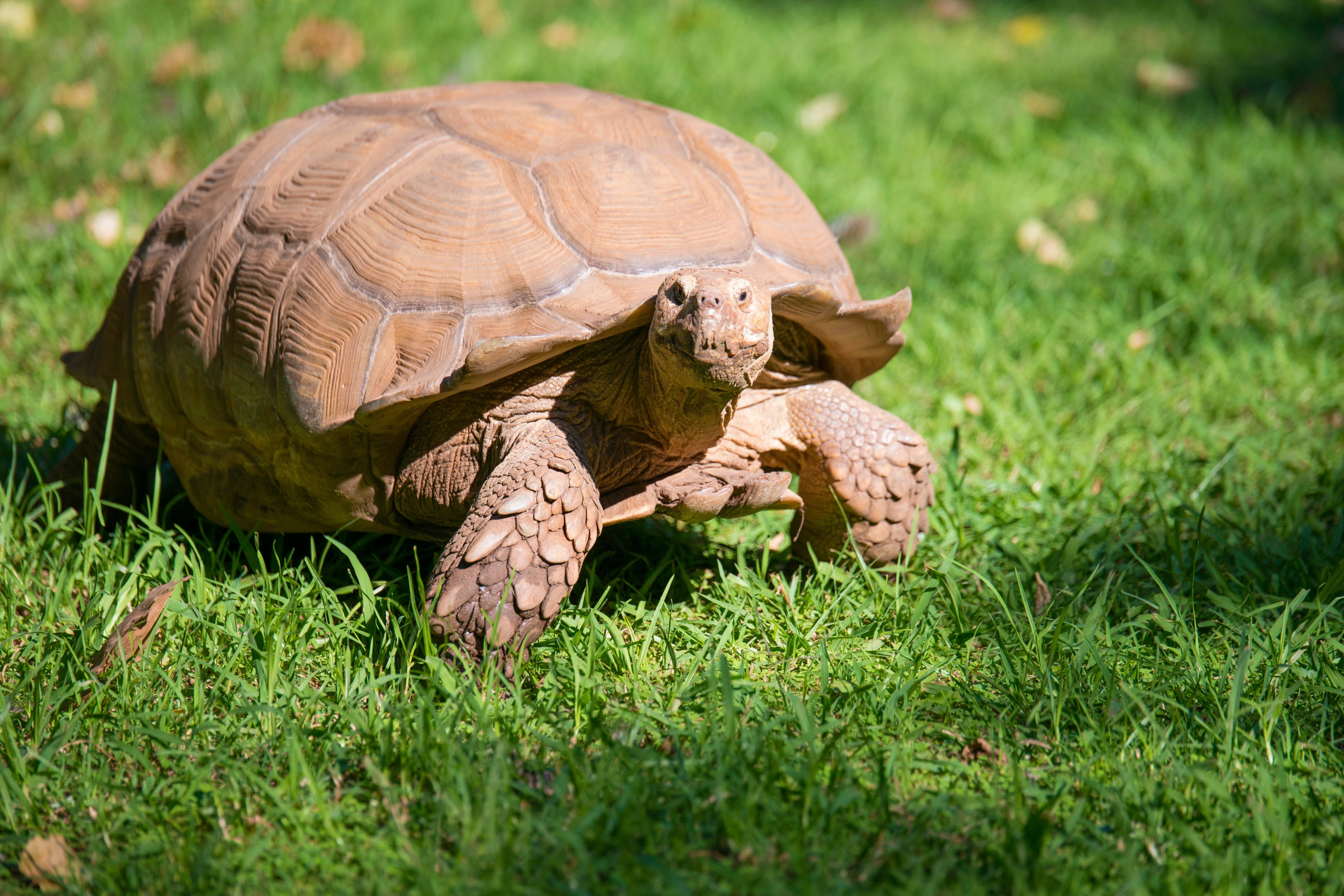 Este 23 de mayo es el Día Mundial de la Tortuga