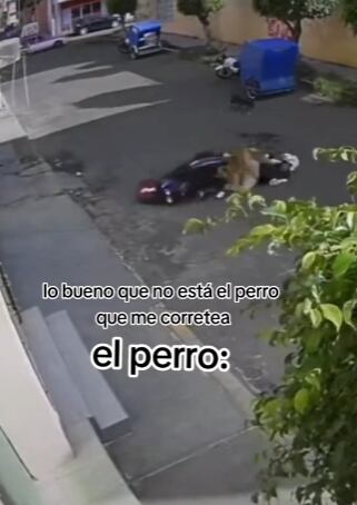 Perro volador le cae a motociclista y lo tira
