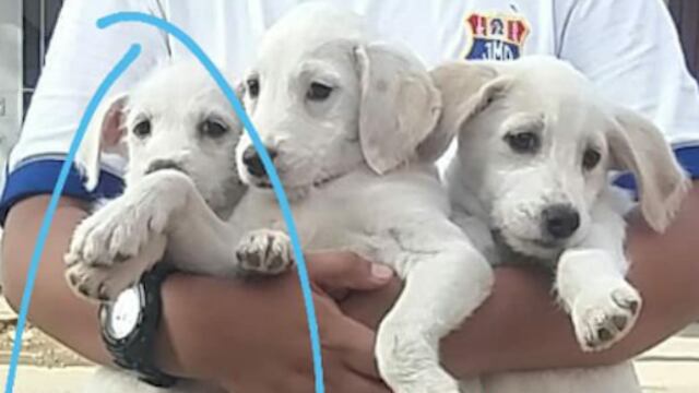 Niño salva a 3 perritos de la calle
