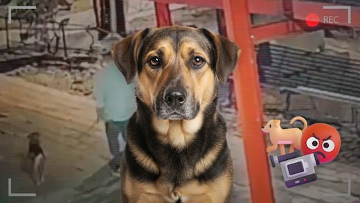 El video que exhibe a una pareja abandonando a un perrito en Tlatelolco