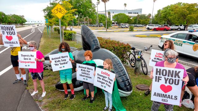 'PETA' y 'Animal Hero Kids' exigen liberación de la orca Lolita