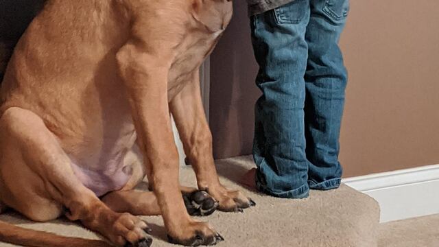 El niño castigado y su perro acompañándolo.