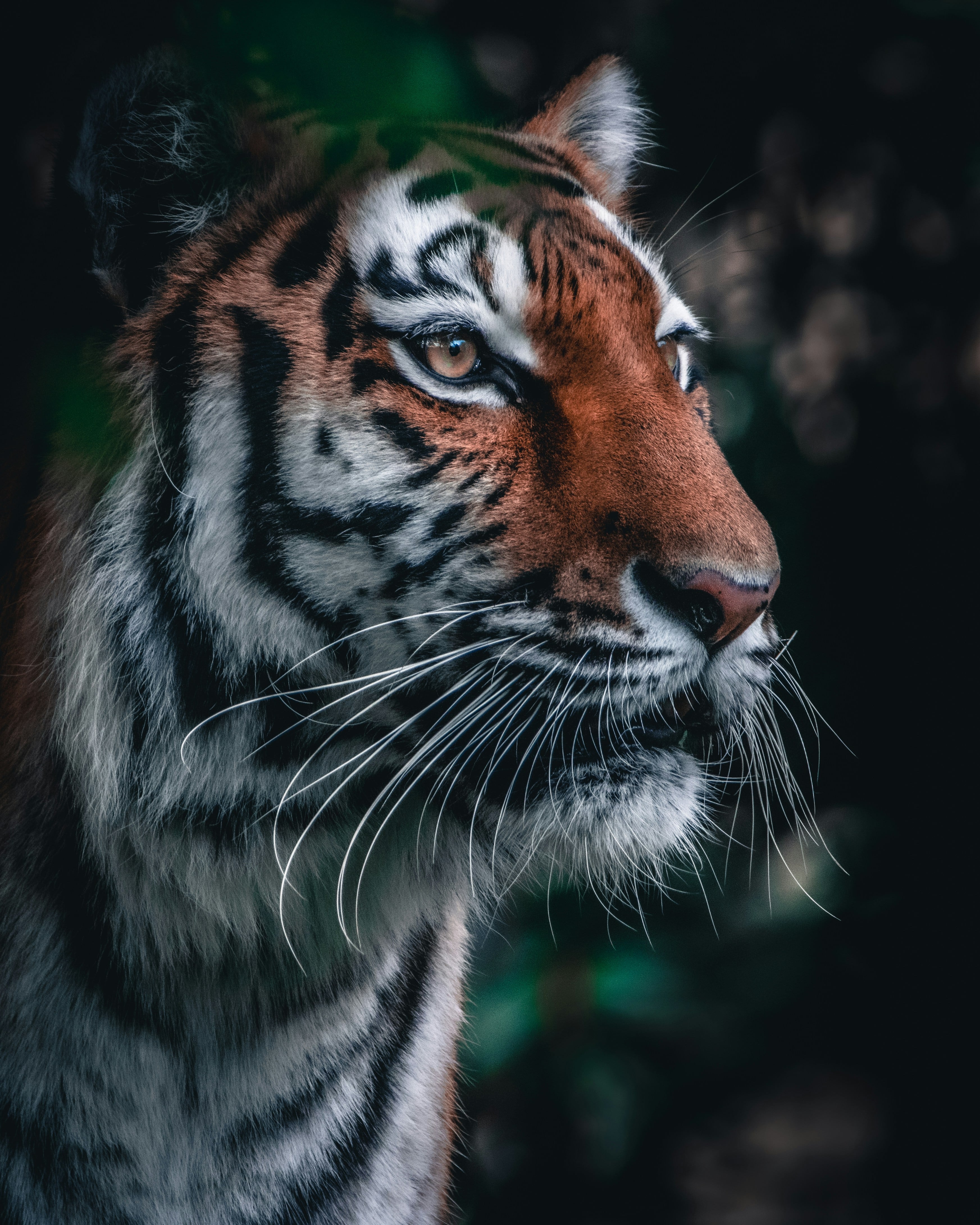 Tigre