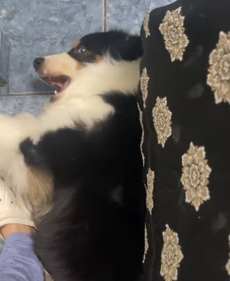 Rambo, el perro de Leticia de Nigris.