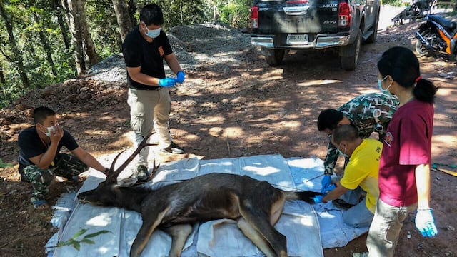 Un ciervo murió por la basura en su estómago
