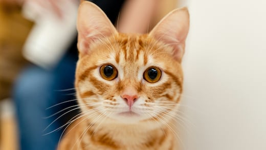 ¿Los gatos naranjas son los más traviesos? Su genética les está jugando en contra