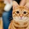 ¿Los gatos naranjas son los más traviesos? Su genética les está jugando en contra