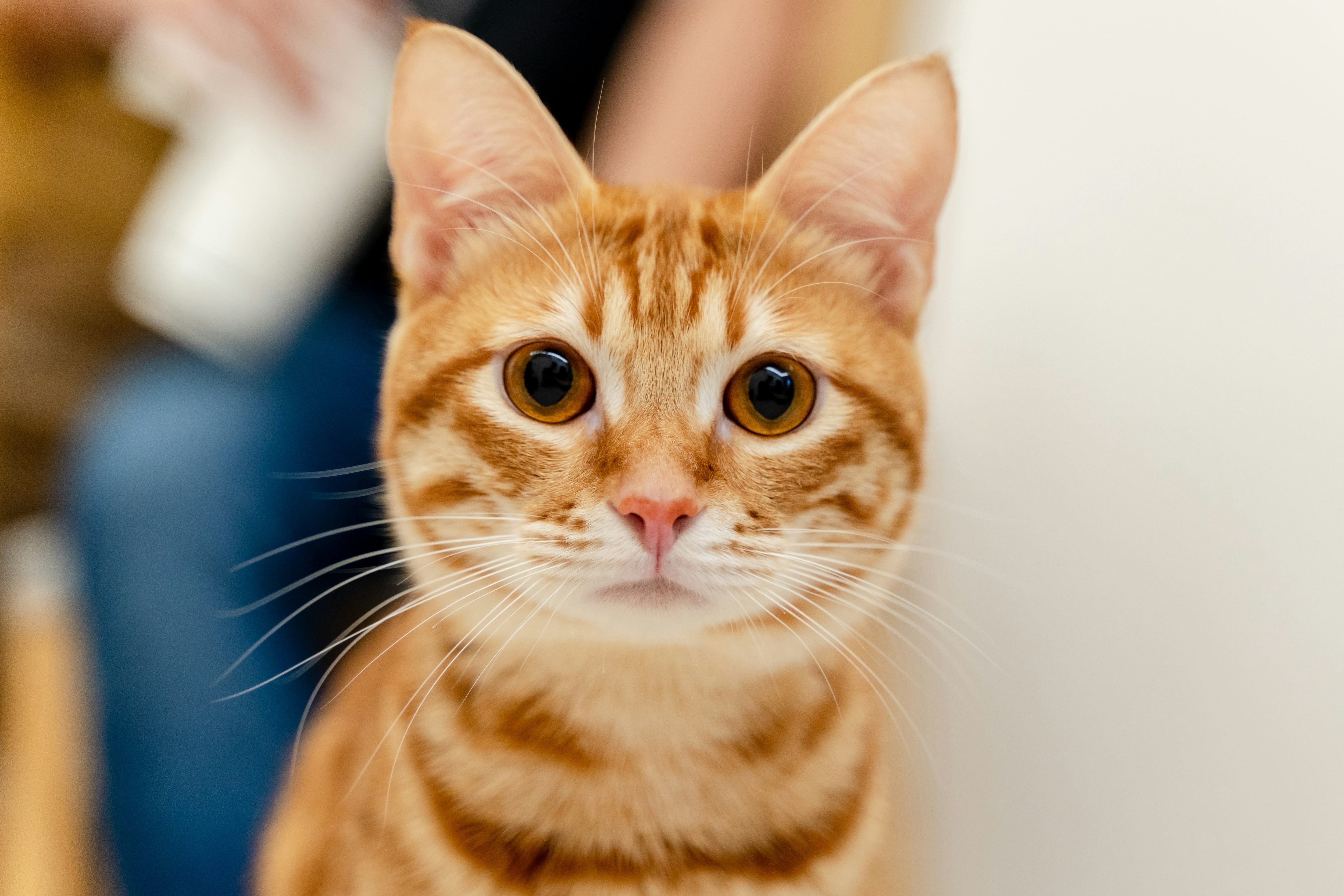 Gato naranja