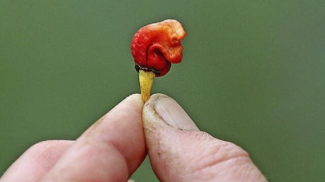 Una mordidita de este chile podría matarte.