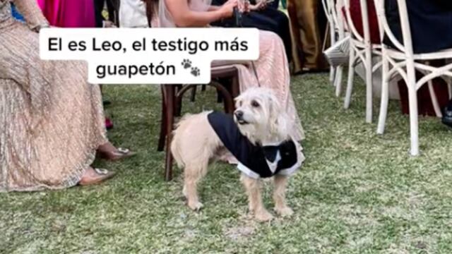 Perrito testigo de una boda